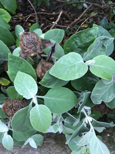 Barleria albostellata (Barleria albostellata)