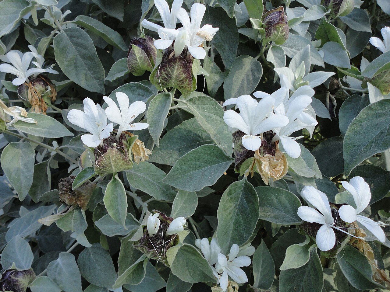 Barleria albostellata: Grey barleria at the Old Fort in Durban, South Africa