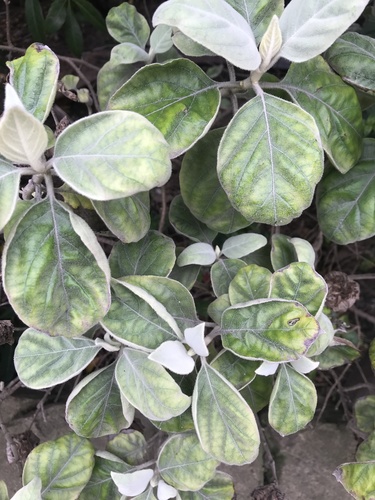 Barleria albostellata (Barleria albostellata)