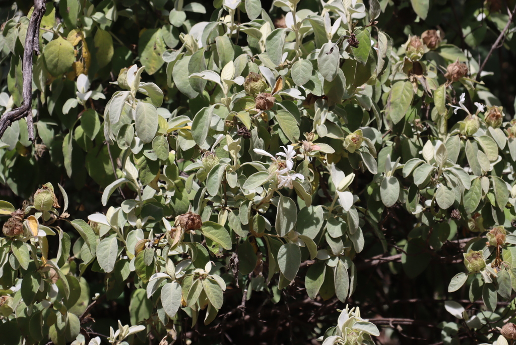 Barleria albostellata (Barleria albostellata)