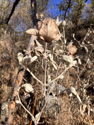 Barleria albostellata (Barleria albostellata)