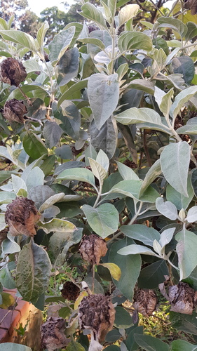 Barleria albostellata (Barleria albostellata)