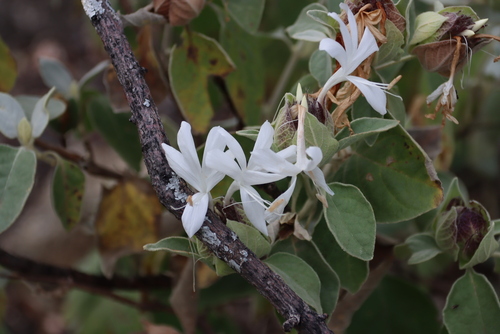 Barleria albostellata (Barleria albostellata)