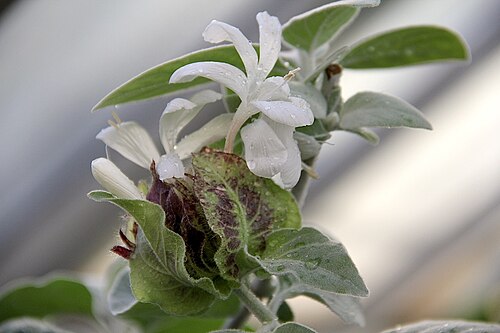 Barleria albostellata: Baleria albostella