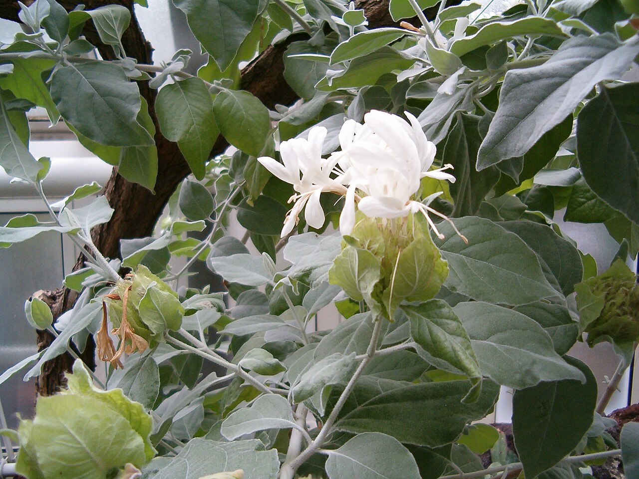 Barleria albostellata: Location: Botanical Gardens Berlin Leaves, Inflorescence, white Flowers