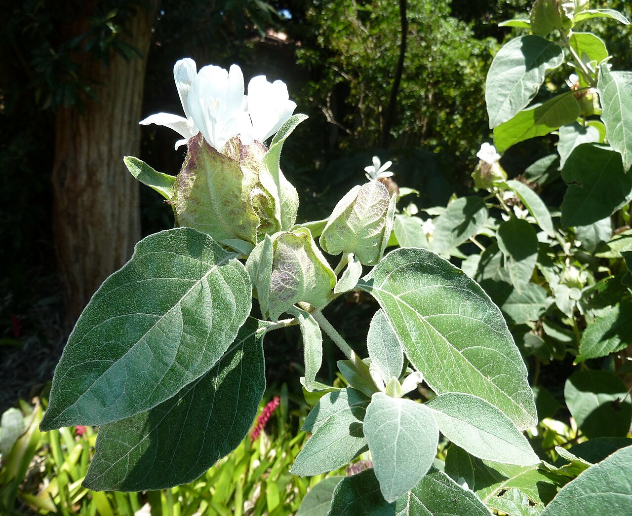 Barleria albostellata: Foliage and inflorescence of Grey barleria in Manie van der Schijff Botanical Garden, University of Pretoria, South Africa