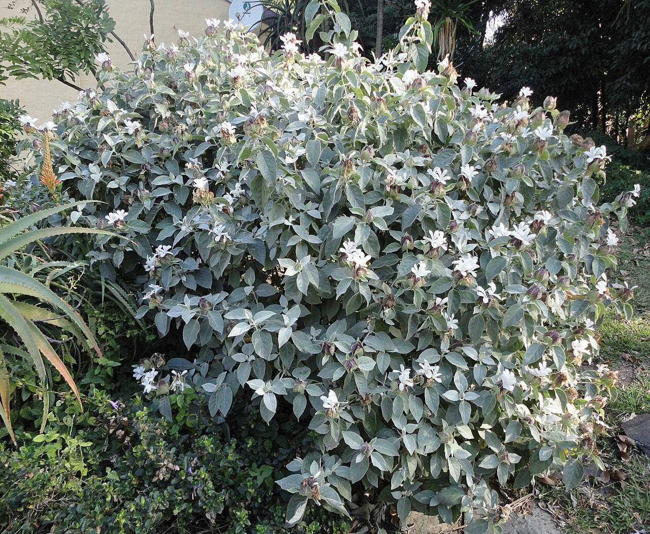 Barleria albostellata: Grey barleria at the Old Fort in Durban, South Africa