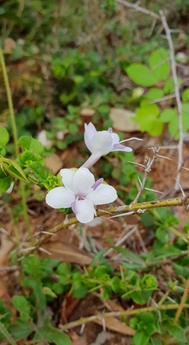 Barleria buxifolia (Barleria buxifolia)