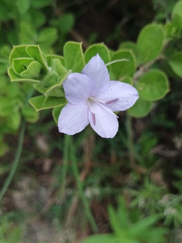 Barleria buxifolia (Barleria buxifolia)