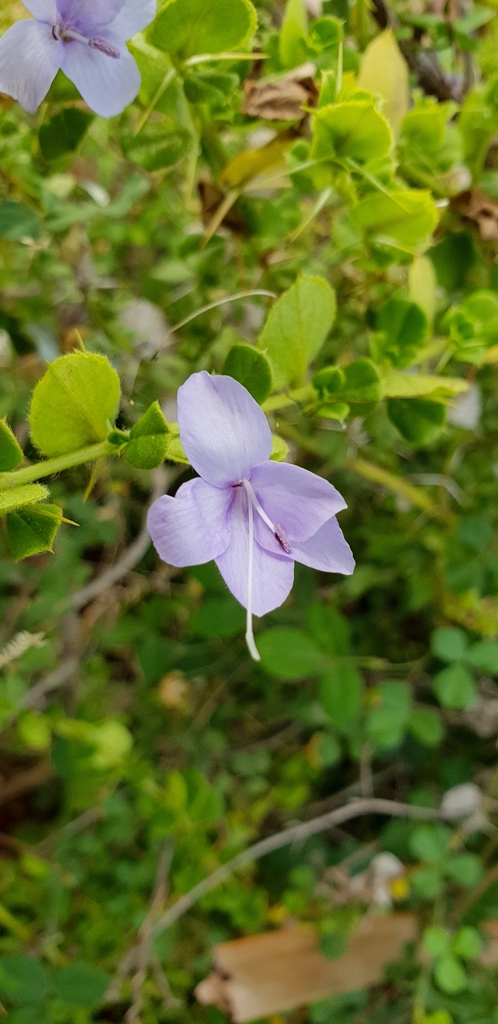 Barleria buxifolia (Barleria buxifolia)