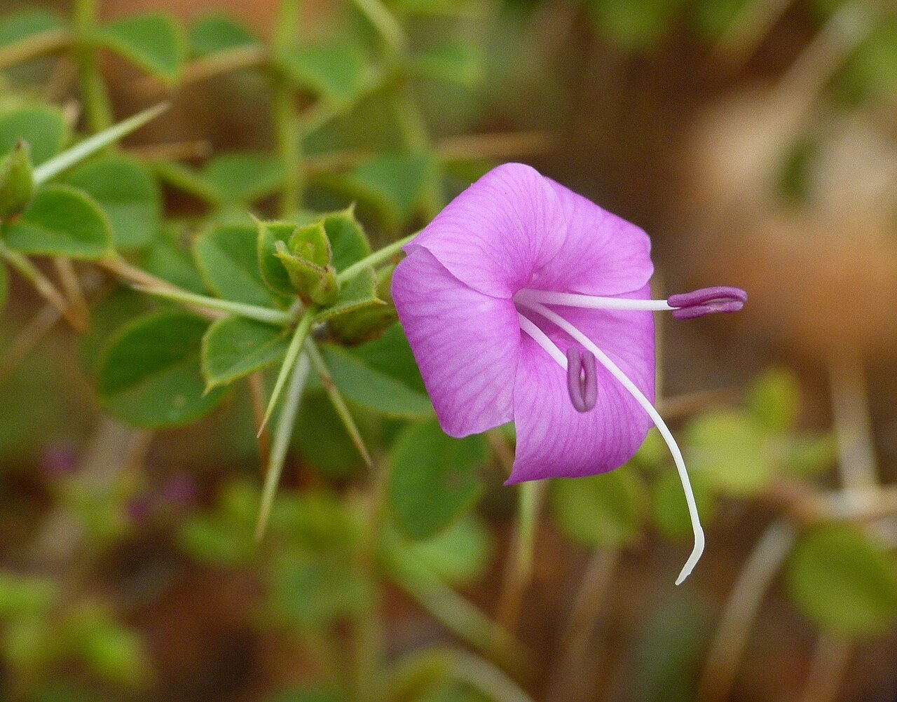 Barleria buxifolia: Barleria buxifolia, Tumkur district, India