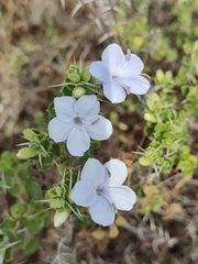 Barleria buxifolia (Barleria buxifolia)