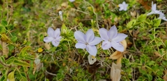 Barleria buxifolia (Barleria buxifolia)