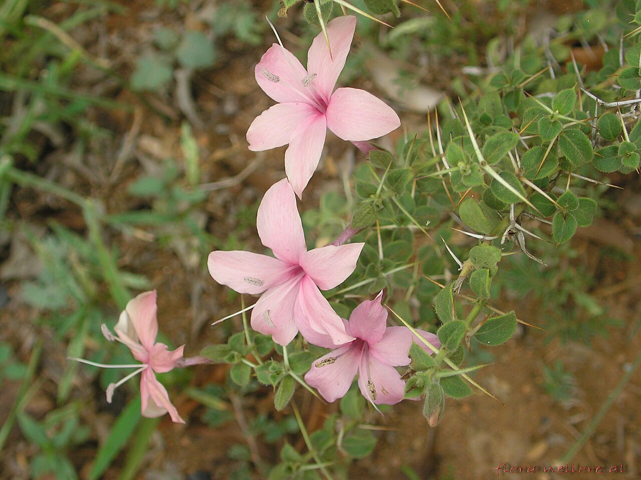 Barleria buxifolia: Family: Acanthaceae Distribution: Common in scrub jungles on gravelly area.Endemic to Peninsular India. Armed under shrubs, Leaves small and hairy. Flowers soli