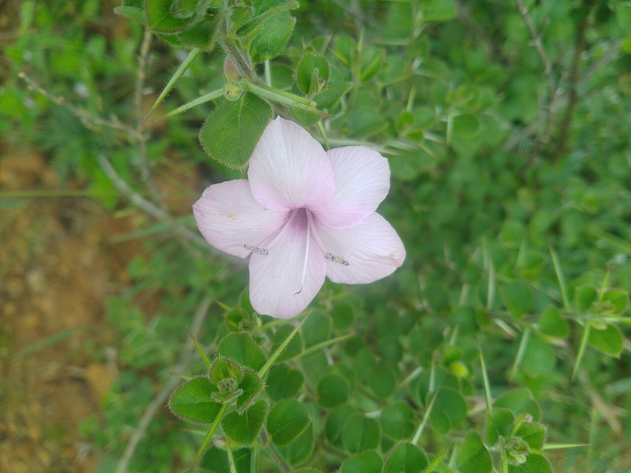 Barleria buxifolia: Barleria buxifoila