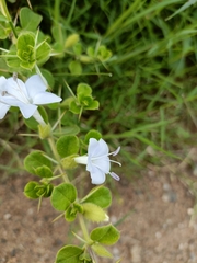 Barleria buxifolia (Barleria buxifolia)