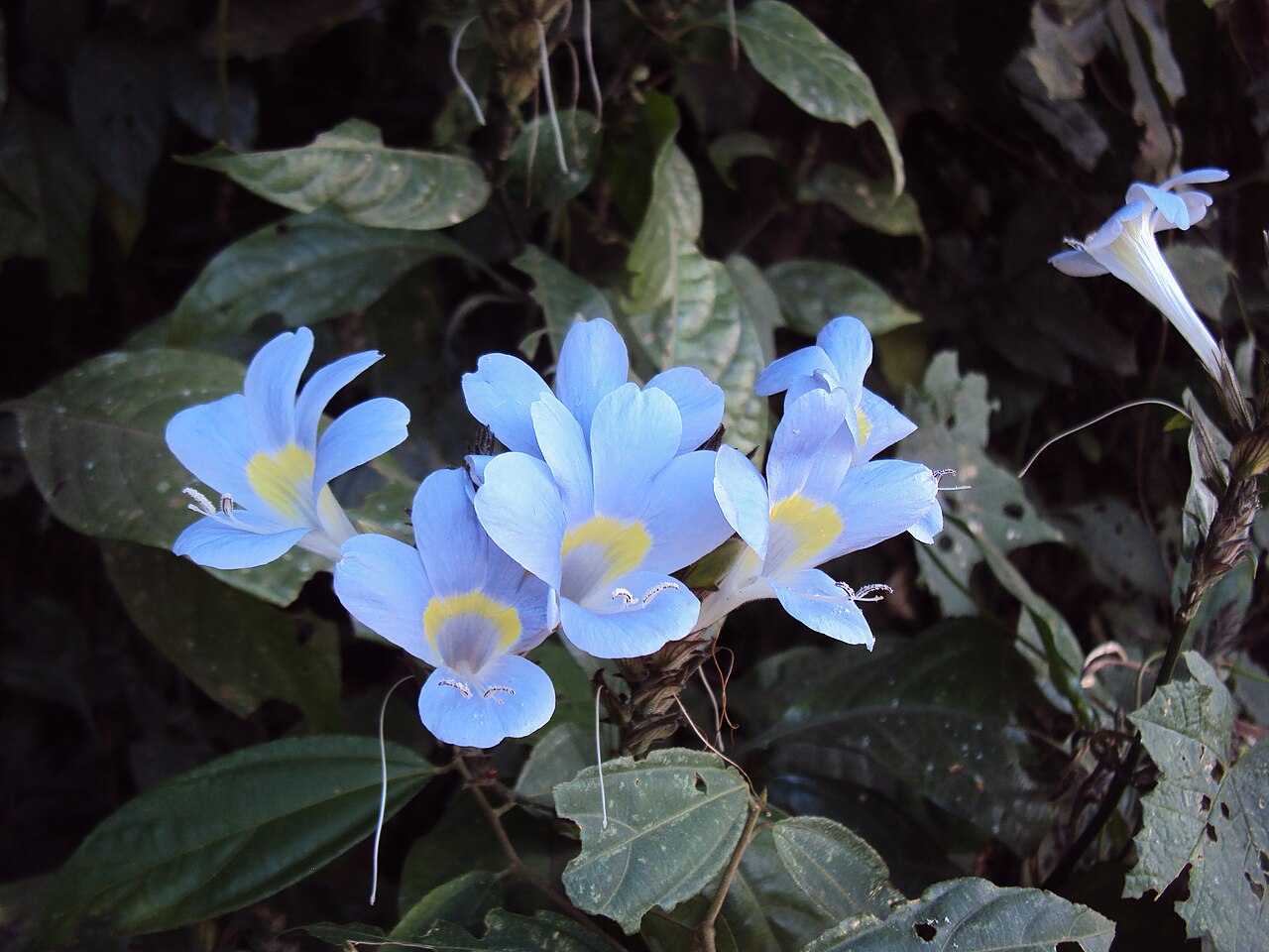 Barleria courtallica: Barleria courtallica