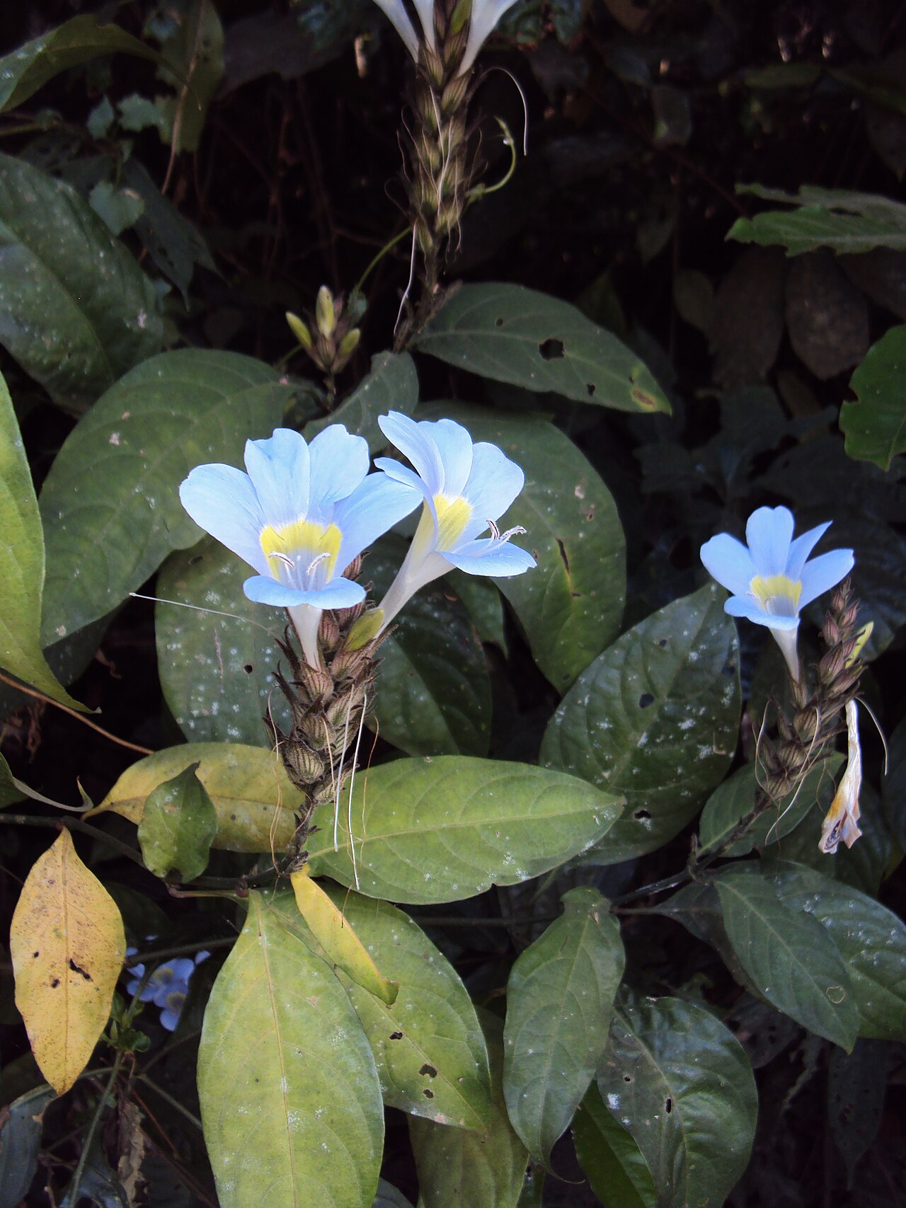 Barleria courtallica: Barleria courtallica