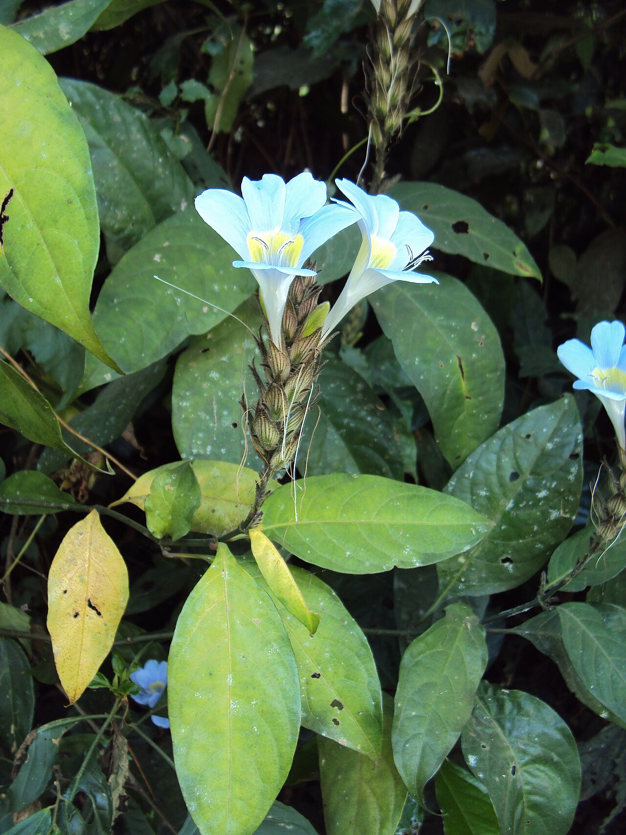 Barleria courtallica: Barleria courtallica