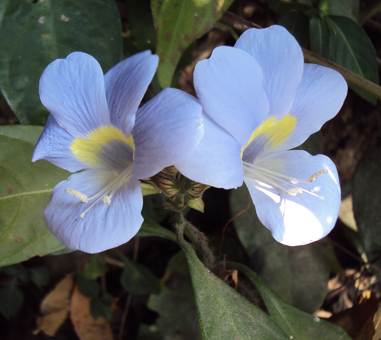 Barleria courtallica: Photos from Periya and Peravoor