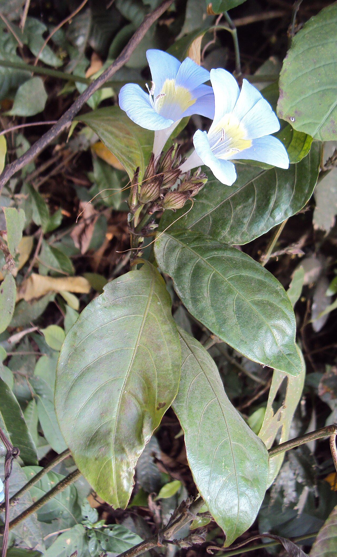 Barleria courtallica: Photos from Periya and Peravoor