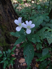 Barleria courtallica (Barleria courtallica)