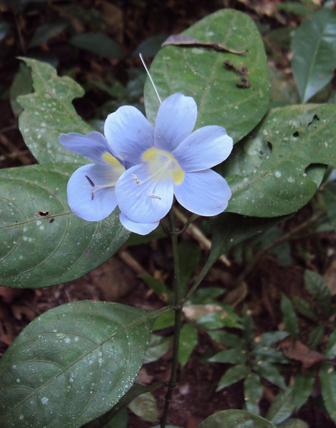 Barleria courtallica: Barleria courtallica
