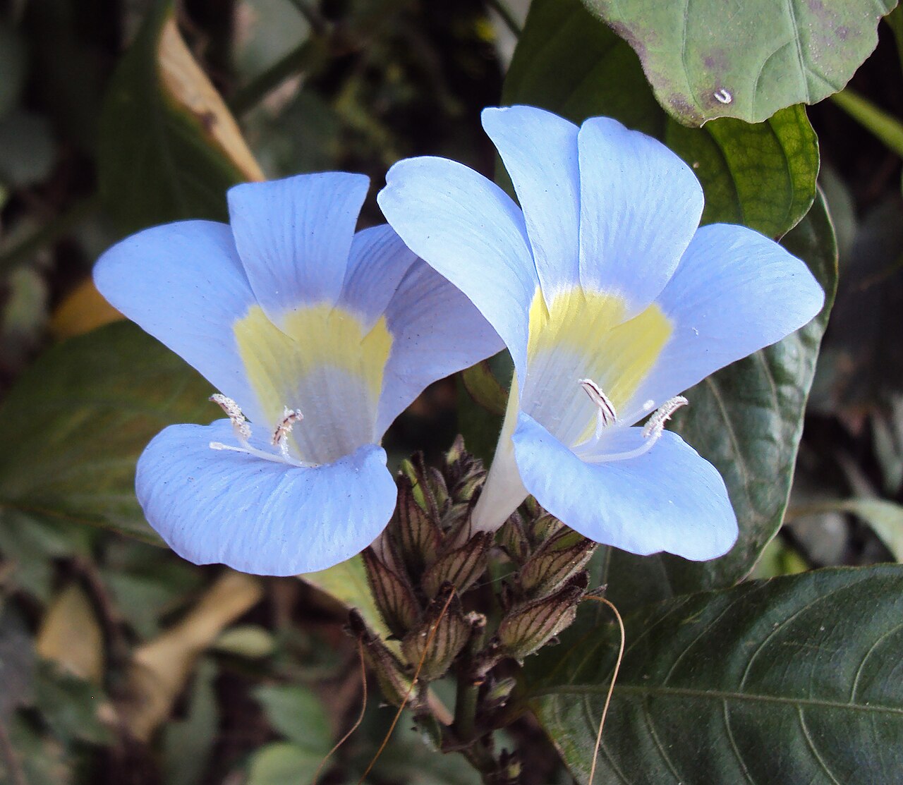 Barleria courtallica: Photos from Periya and Peravoor