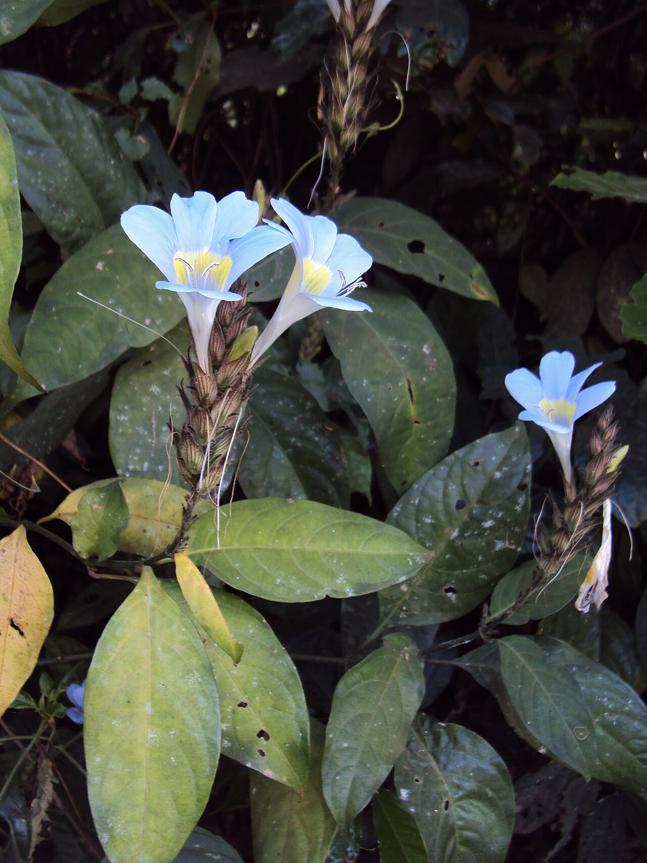 Barleria courtallica: Barleria courtallica
