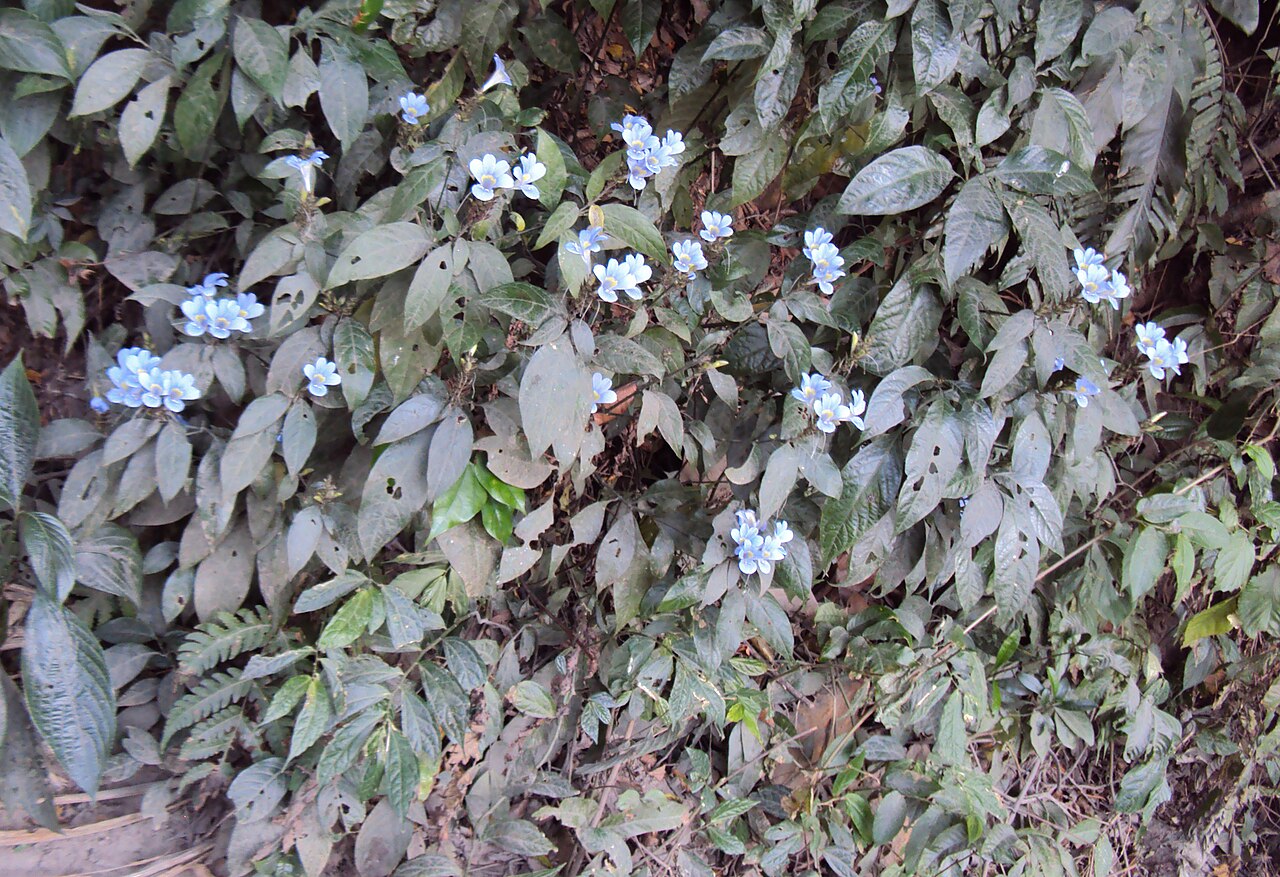 Barleria courtallica: Photos from Periya and Peravoor