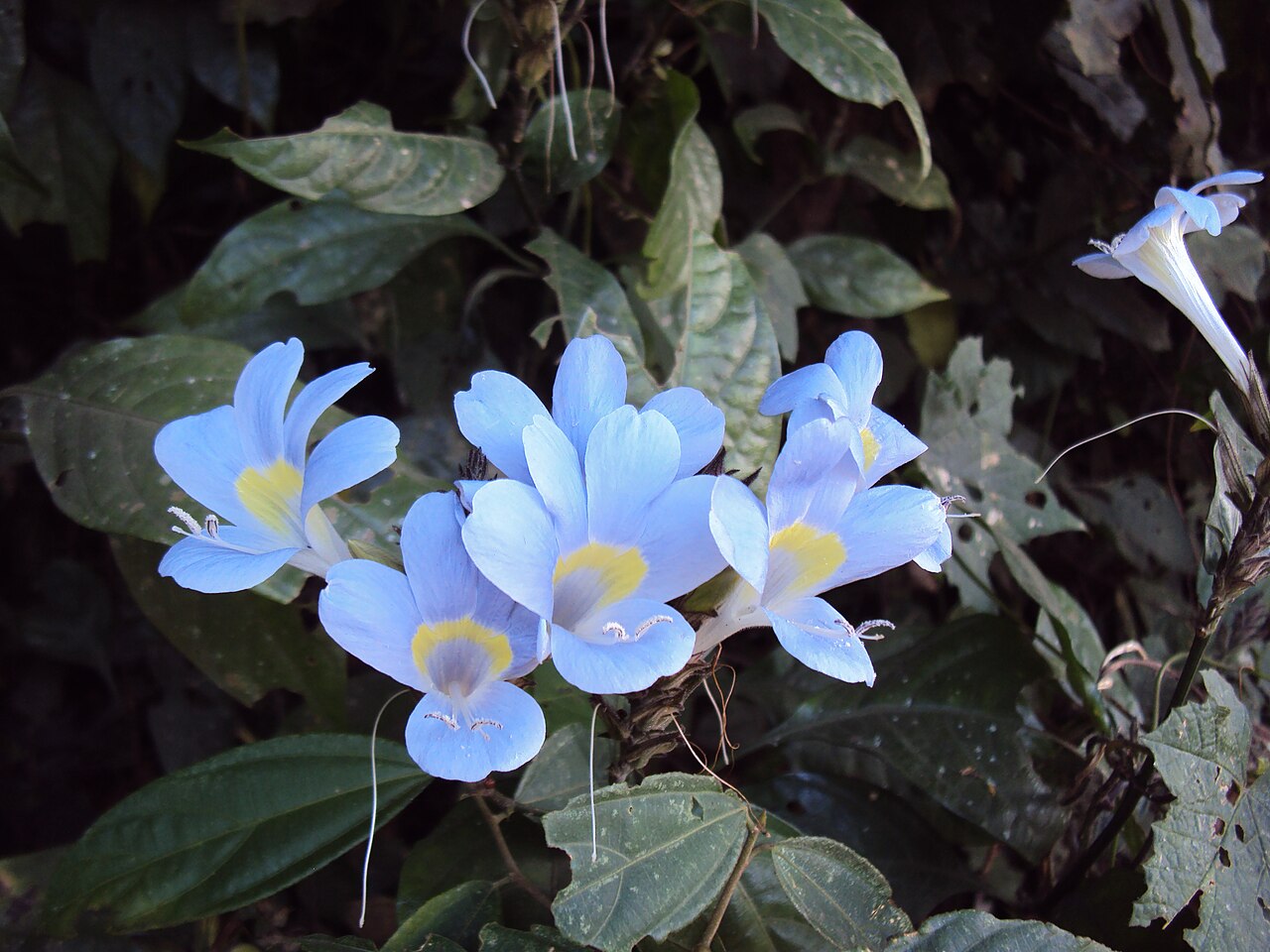 Barleria courtallica: Barleria courtallica