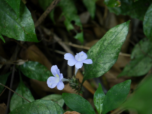 Barleria courtallica (Barleria courtallica)