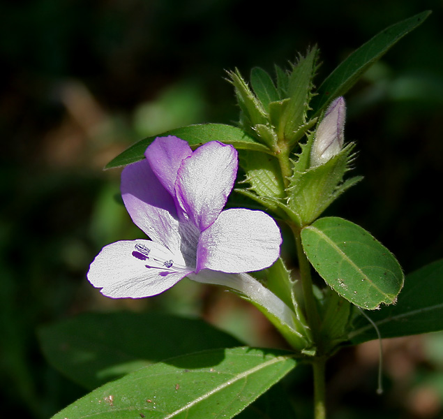 Crested Philippine violet: Bluebell barleria, Crested Philippine violet, Philippine violet, Vajra danti or Tadrelu Barleria cristata in Narsapur, Andhra Pradesh, India.