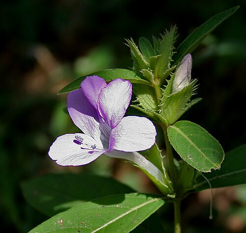Crested Philippine violet: Bluebell barleria, Crested Philippine violet, Philippine violet, Vajra danti or Tadrelu Barleria cristata in Narsapur, Andhra Pradesh, India.