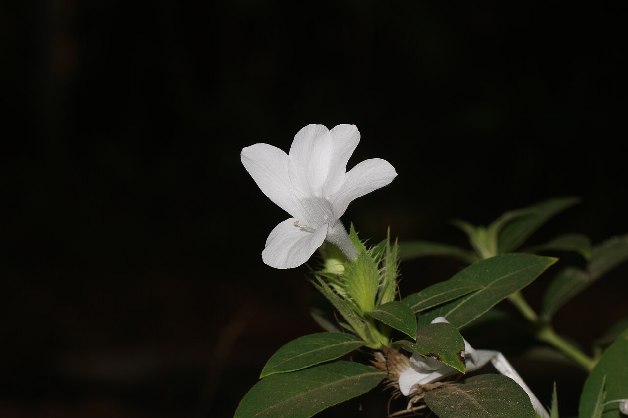 Crested Philippine violet: Parvathi Flower