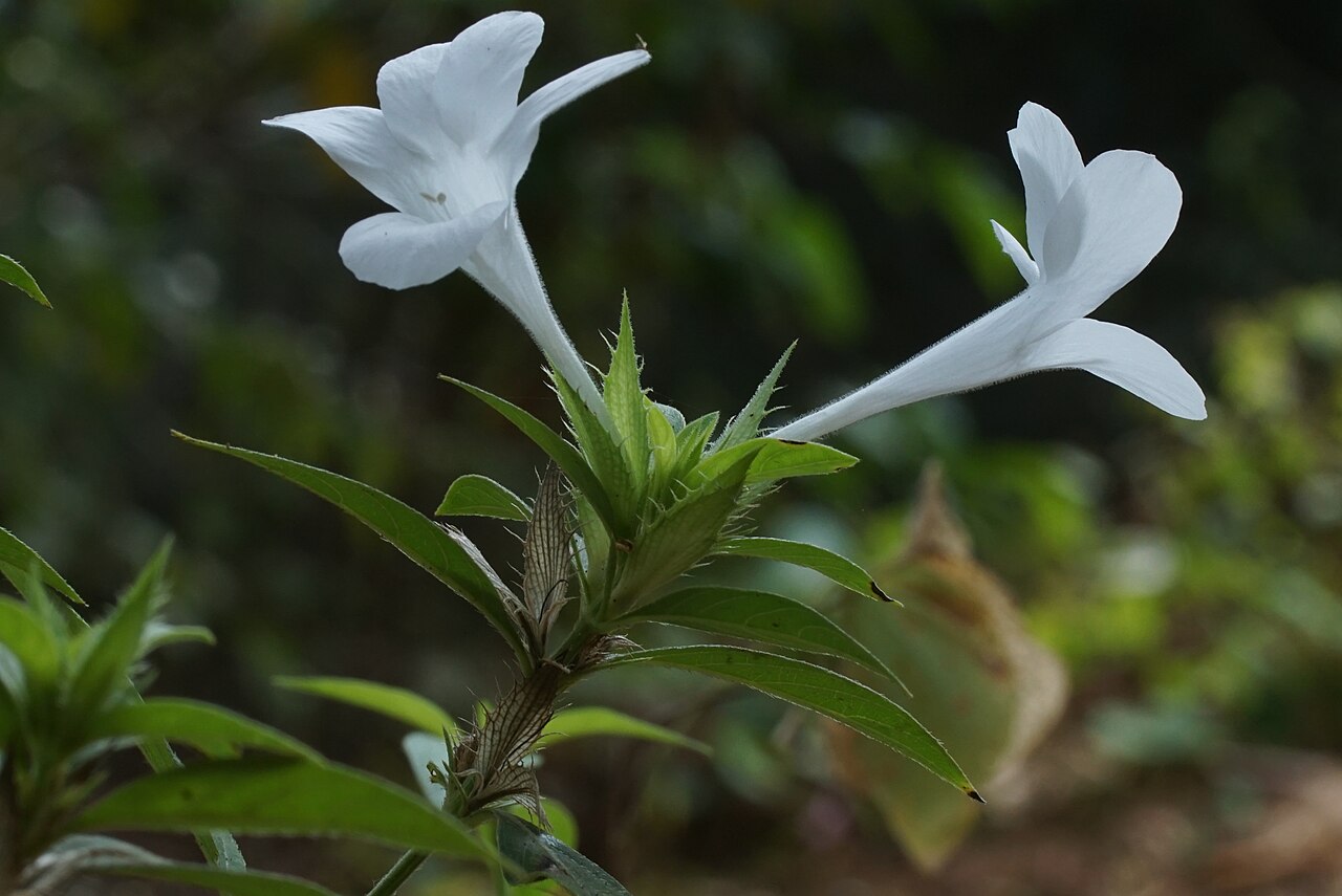 Crested Philippine violet: Parvathi Flower