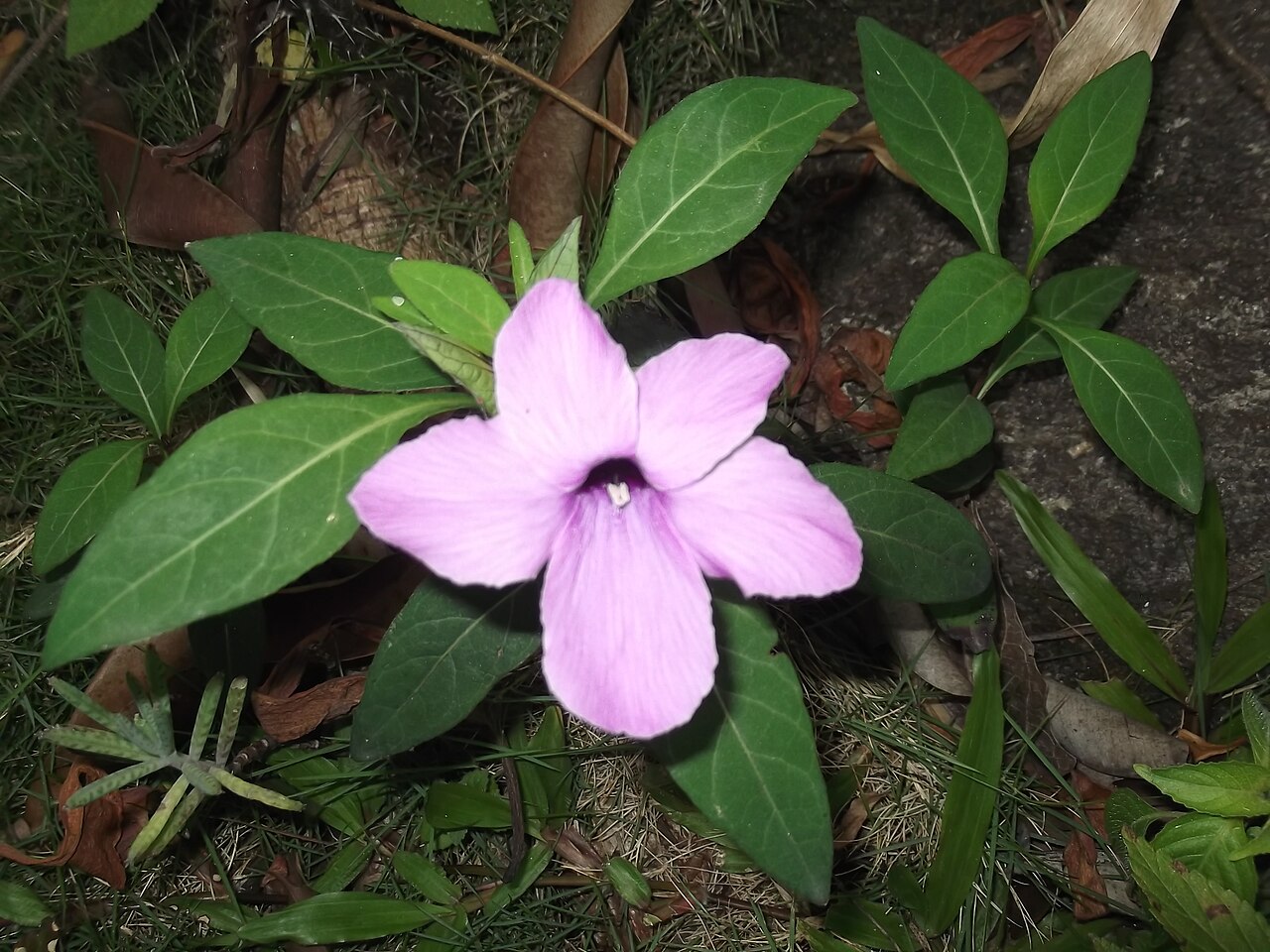 Crested Philippine violet: Shrub,flowers purple.
