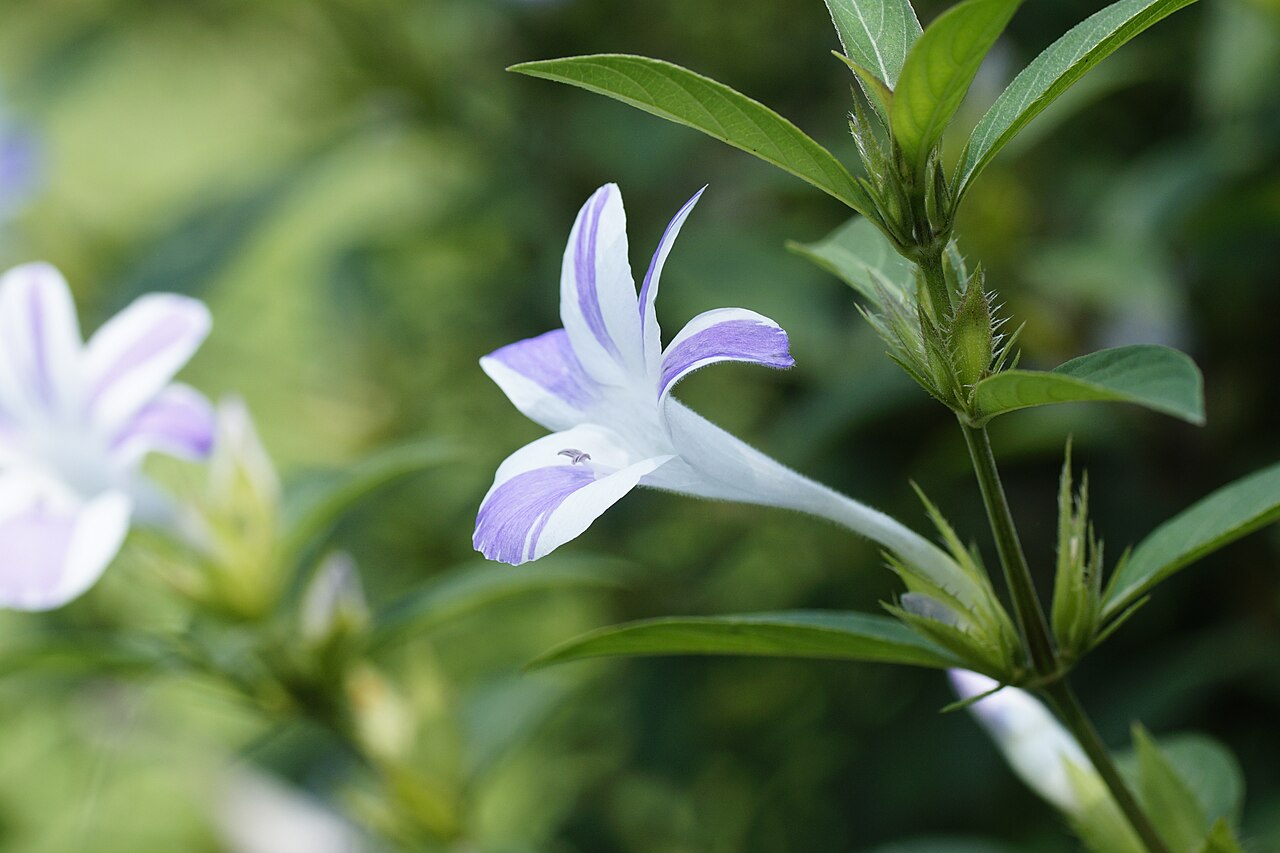Crested Philippine violet: Barleria cristata