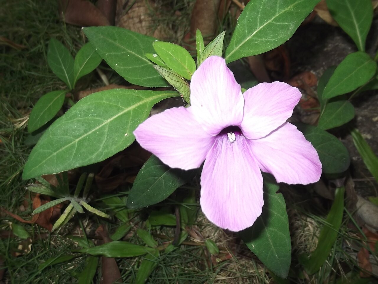 Crested Philippine violet: Shrub,flowers purple.