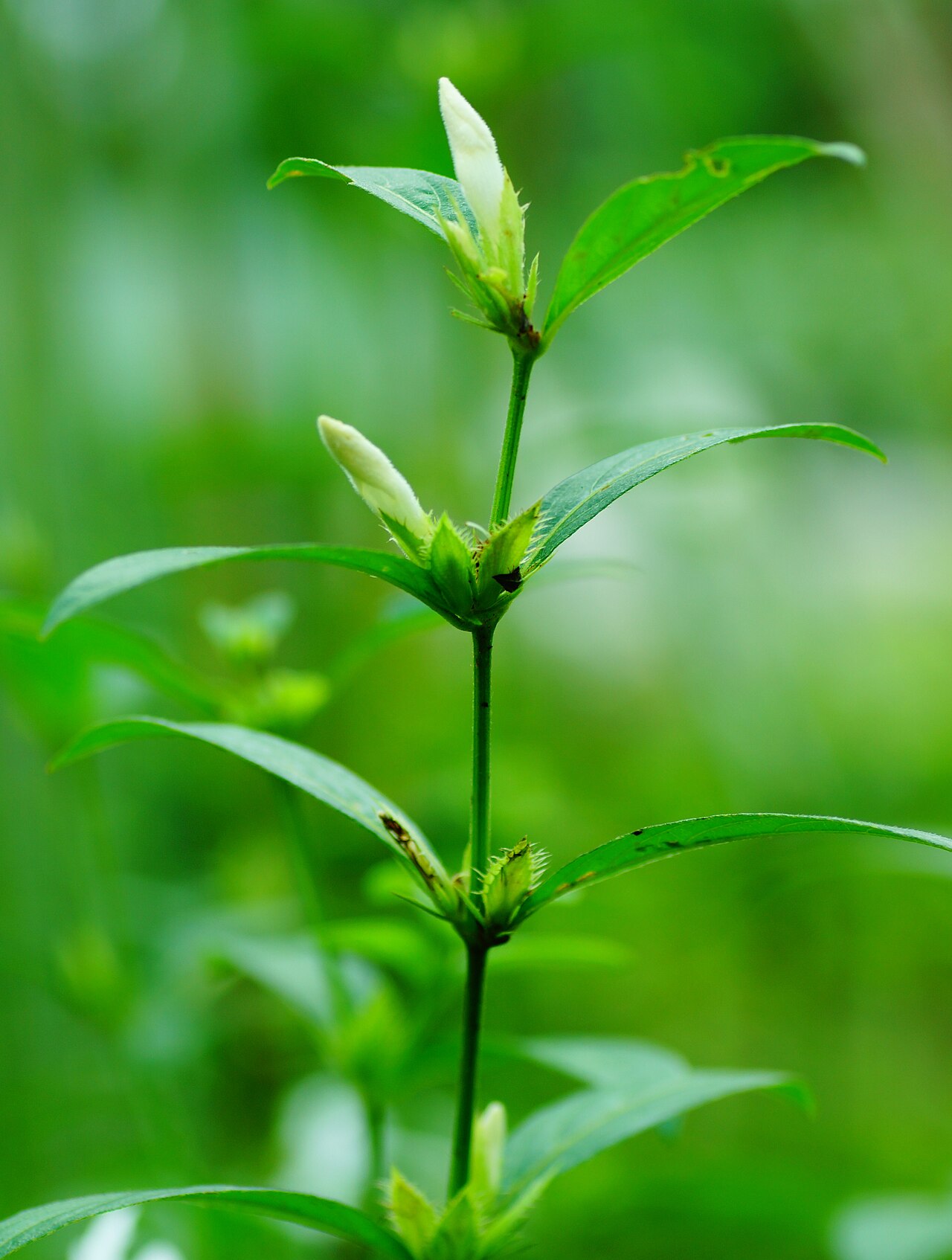 Crested Philippine violet: Unidentified plant in India