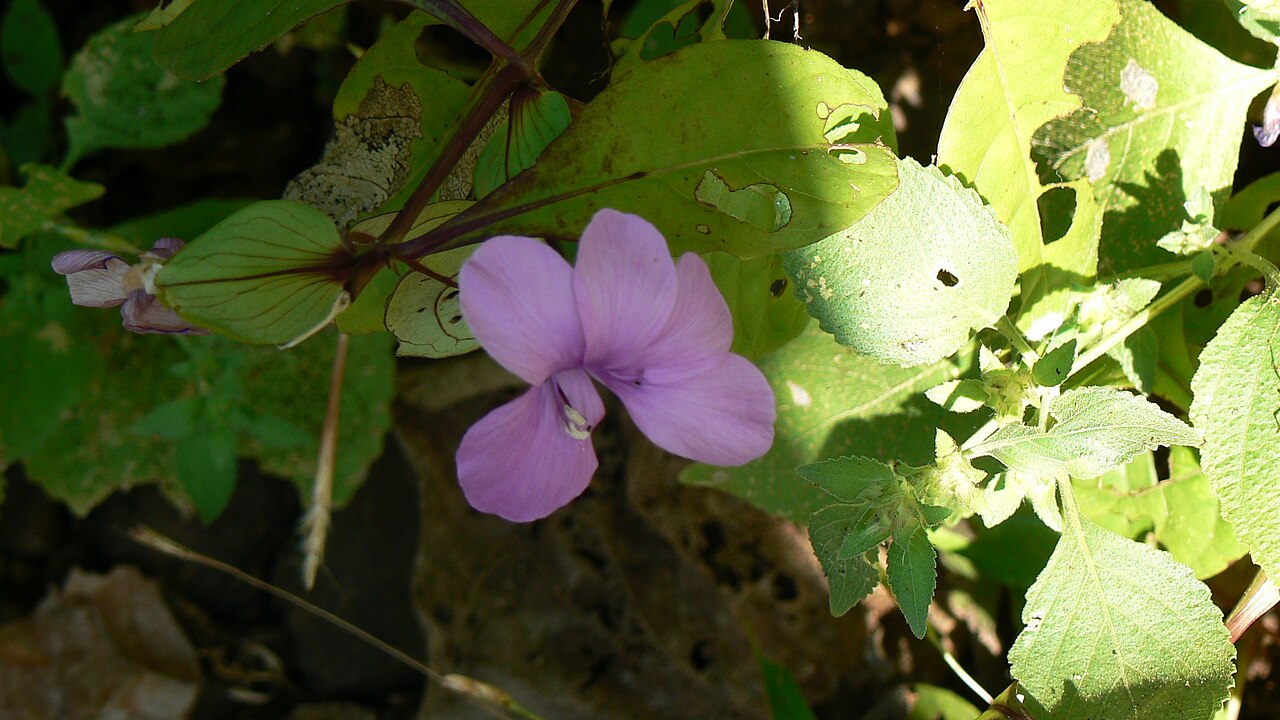 Crested Philippine violet: Acanthaceae (acanthus or ruellia family) » Barleria montana bar-LEER-ee-uh -- name commemorates French botanist, Jacques Barrelier MON-tah-nuh or mon-TAY-nuh --