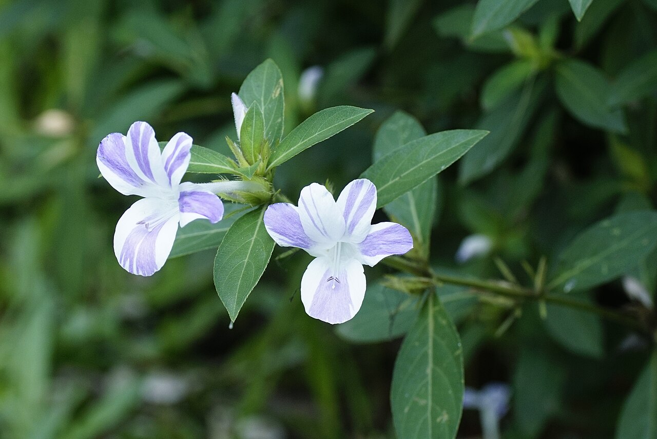 Crested Philippine violet: Barleria cristata