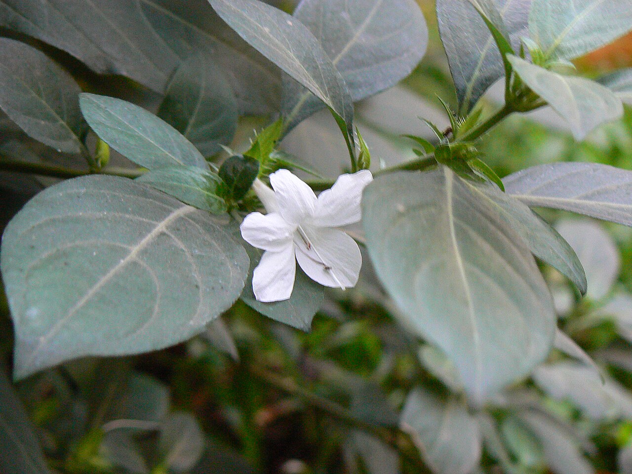 Crested Philippine violet: Acanthaceae (acanthus or ruellia family) » Barleria cristata bar-LEER-ee-uh -- name commemorates French botanist, Jacques Barrelier kris-TAY-tuh -- meaning, cre