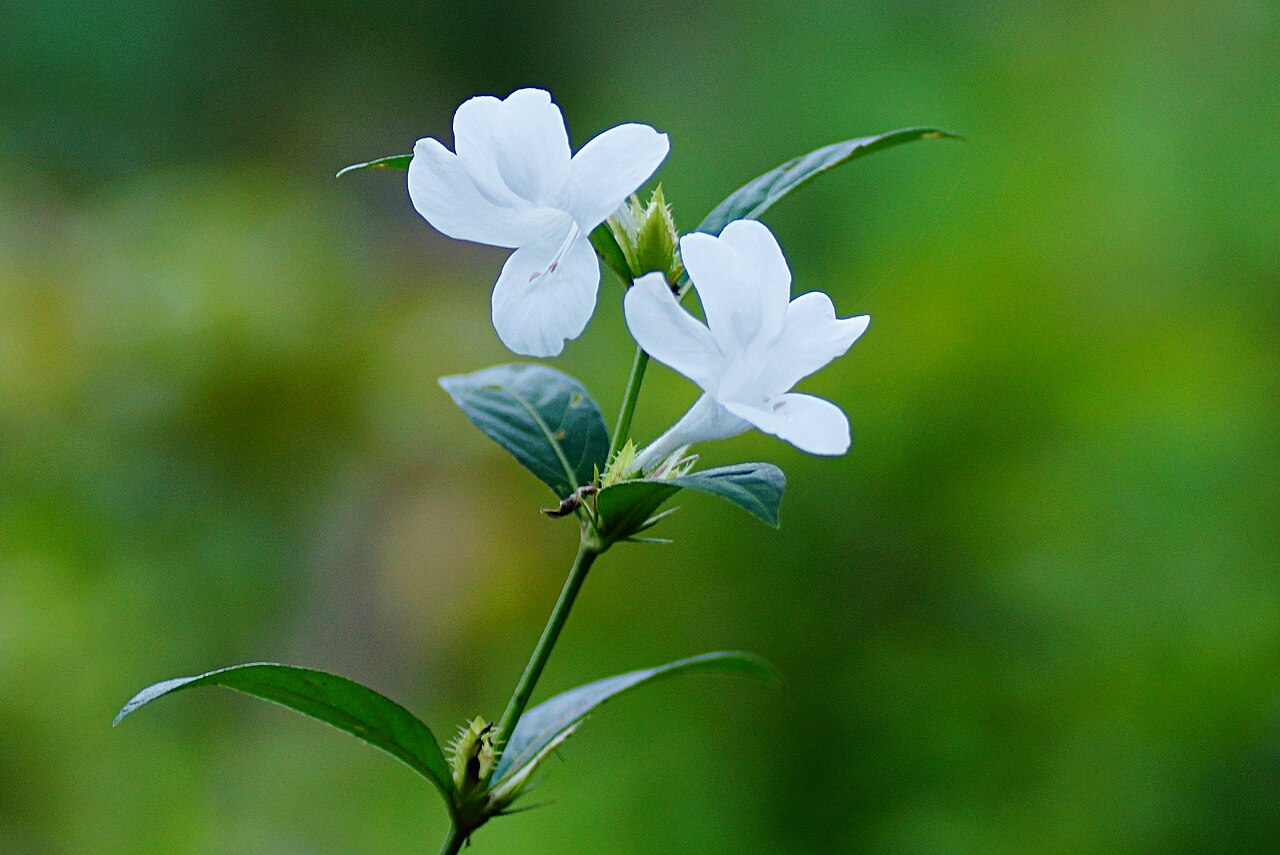 Crested Philippine violet: Parvathippoo