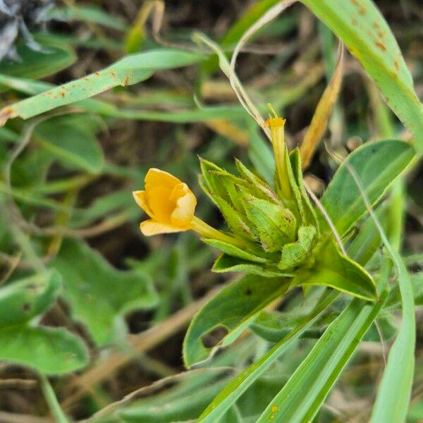 Barleria eranthemoides (Barleria eranthemoides)