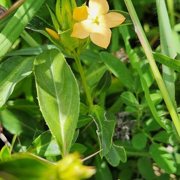 Barleria eranthemoides (Barleria eranthemoides)