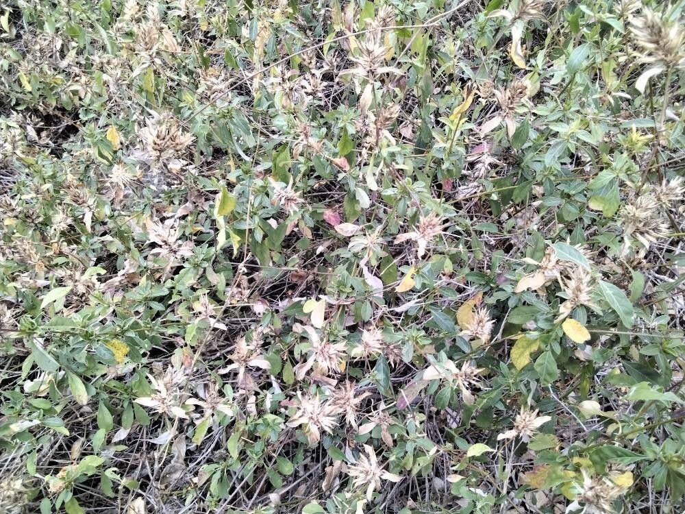 Barleria eranthemoides (Barleria eranthemoides)