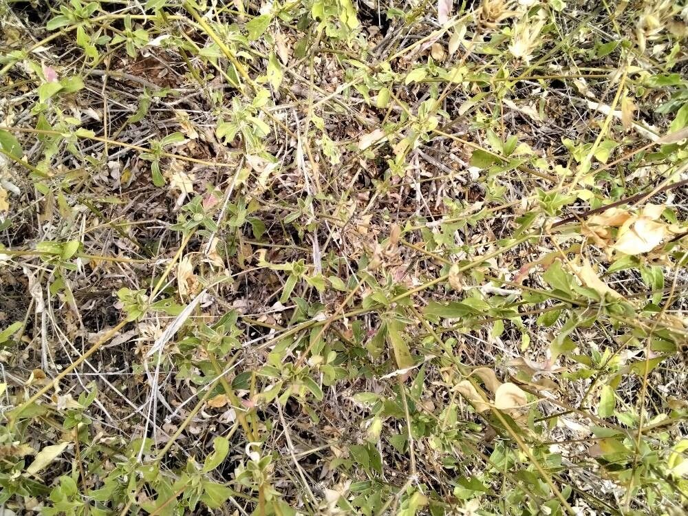 Barleria eranthemoides (Barleria eranthemoides)