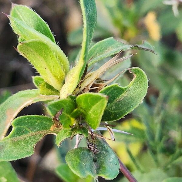 Barleria eranthemoides (Barleria eranthemoides)