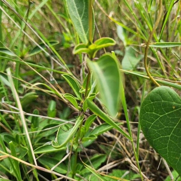 Barleria eranthemoides (Barleria eranthemoides)